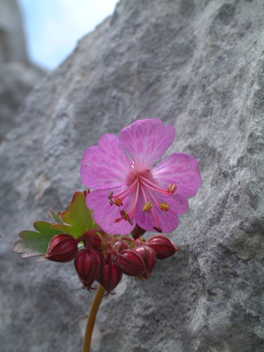 Geranium macrorrhizum / Geranio crestato